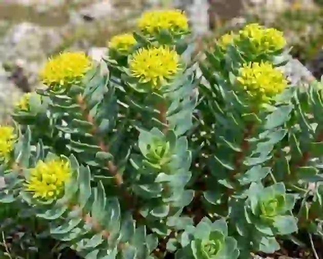 <p><span>Rhodiola Rosea: Stress Resistance</span></p>